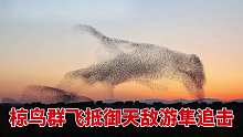 椋鸟群飞抵御天敌，人类通过现象看本质，自然界中的六度分割原理