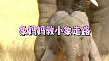 象妈妈教小象走路