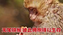 拥抱，对人类来说是一种情感的表达，对无尾猕猴来说，却是重要的生存方式，巴巴利猕猴