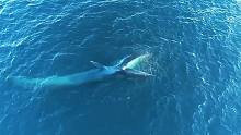 蓝鲸教幼鲸捕鱼，章鱼为了后代耗尽生命