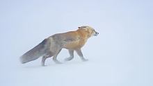 赤狐在暴风雪中艰难求生