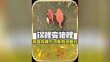 游客太疯狂，把锦鲤喂胖成猪鲤！