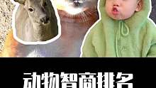 关于动物智商排名