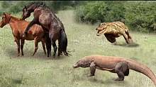面对来自鳄鱼和科莫多的最冷血食肉动物时，野马处于危险之中!