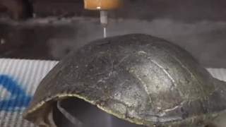 乌龟壳能有多硬？