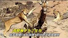 两群狮子围捕5米长颈鹿，咬住脖子直接摁倒，不料被长腿直接踢飞