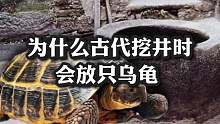为什么古代挖井时会放只乌龟？
