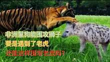 非洲鬣狗能围攻狮子，要是遇到了老虎，还能这样围攻老虎吗