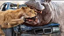 吓人!河马用宽口攻击狮子并粉碎汽车
