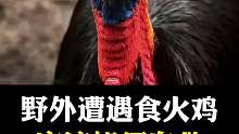 丛林奇遇：邂逅食火鸡，智慧应对危机瞬间