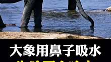 大象鼻吸水奇观：揭秘不呛之谜