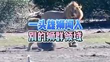 一头雄狮闯入别的狮群领域