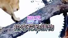 狮子抢夺花豹猎物