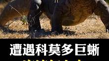 荒野邂逅：遭遇科莫多巨蜥，智慧应对与生存挑战