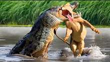 鳄鱼突然冲上去抓住臭名昭著的非洲食肉动物头部的可怕时刻