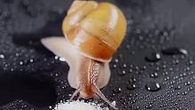 蜗牛遇到盐，为什么会“滋啦”一声化成水