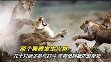两个狮群发生最惨烈的火拼几十只狮子参与打斗