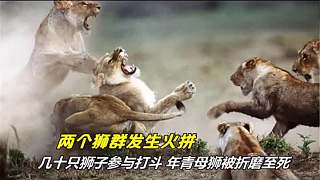 两个狮群发生最惨烈的火拼几十只狮子参与打斗