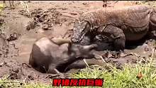 这是一只坚强的野猪，为了反抗科莫多巨蜥