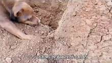 2只小狗发现神秘洞穴