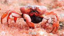 海滩上，一只大红蟹不停的往嘴里塞小螃蟹