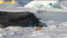 《暴雪肆虐下的韦德尔氏海豹》