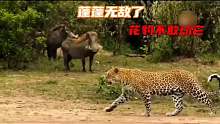 花豹绞尽脑汁捕捉小猪仔，母疣猪带小猪仔和它斗智斗勇