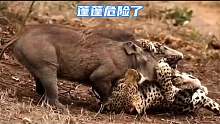 花豹追杀蓬蓬，前两只完美脱身，最后一只被花豹一个过肩
