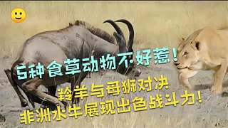 5种食草动物不好惹!羚羊与母狮对决，非洲水牛展现出色