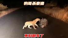 花豹捕杀豪猪，豪猪从容应对不料豹哥翻车了