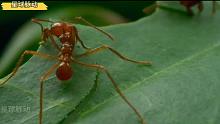 《切叶蚁的生存之道》