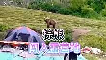 熊熊闯入露营地