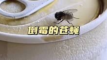 有趣的苍蝇