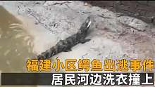 福建小区鳄鱼出逃事件，居民河边洗衣撞上