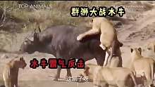 水牛被狮子包围，眼看就要成为盘中餐