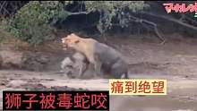 狮子被毒蛇咬，毒性发作大脑不受控制，好可怜