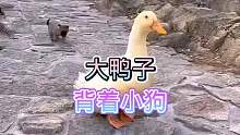 大鸭子背着小狗