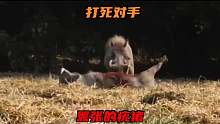 两只疣猪展开激烈的厮杀