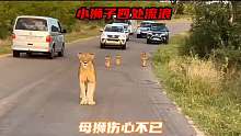 四只小狮子到处流浪