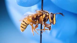 被误认为是黄蜂的食蚜蝇