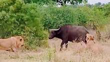 雄狮捕猎水牛