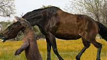 粗心……野马在科莫多领地旅行时突然被科莫多袭击，动物攻击！