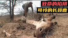 长颈鹿落入陷阱，一条腿被铁丝勒进骨头，场面让人愤愤不平
