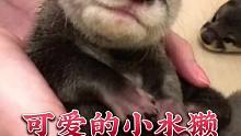 这么可爱的小水獭，你爱了吗