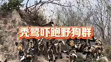 秃鹫吓跑野狗群