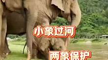 小象过河两象保护