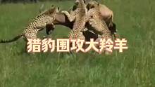 猎豹围攻大羚羊