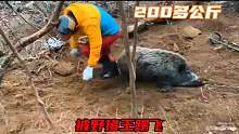 抓捕200多公斤的野猪王，男子直接被踢飞
