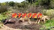 狮子抢夺猎物