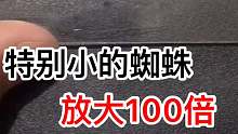 超级小蜘蛛放大100倍。震惊了